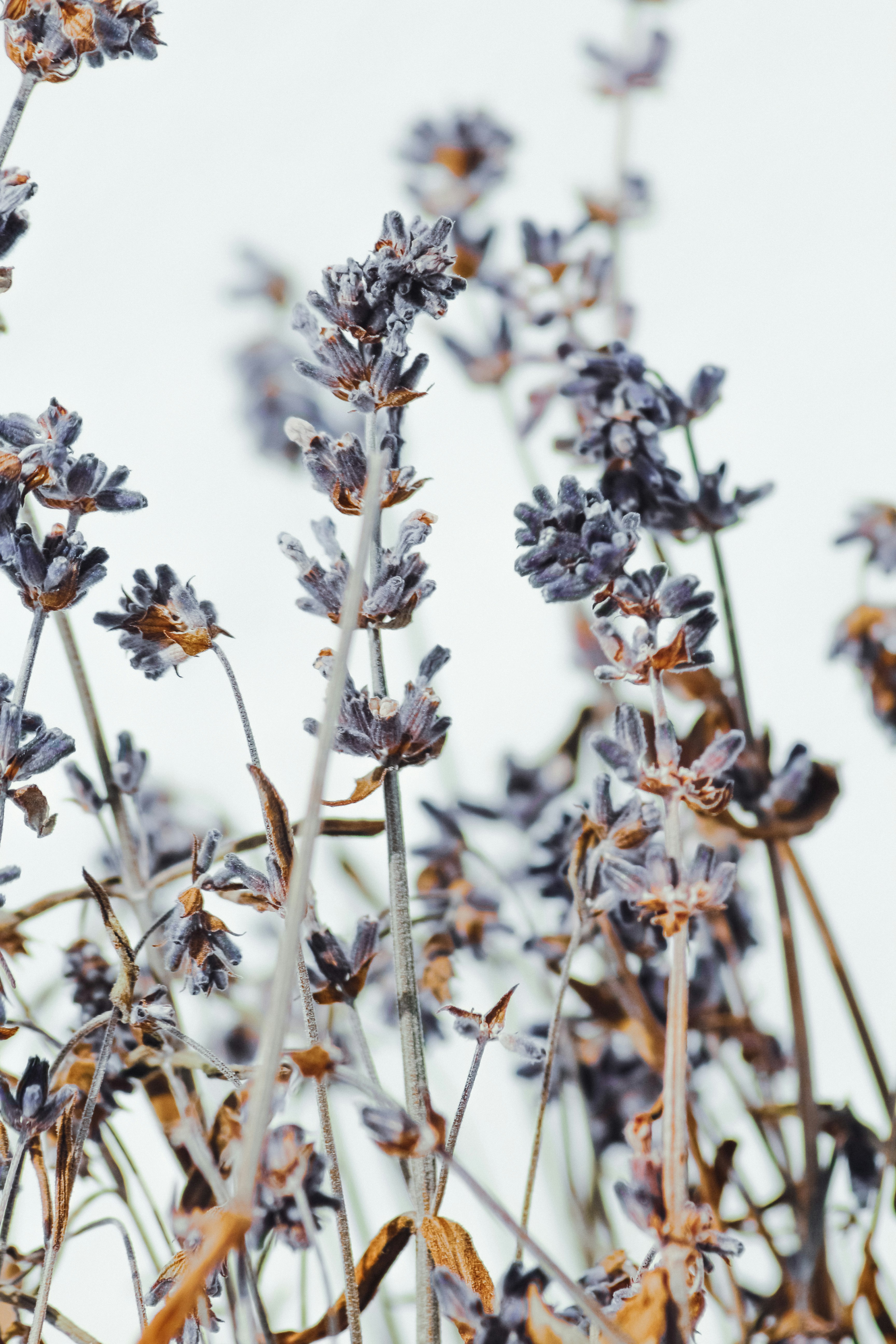 white and brown flowers in tilt shift lens